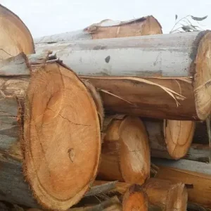 Eucalyptus Logs