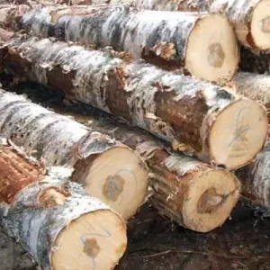 Birch Logs